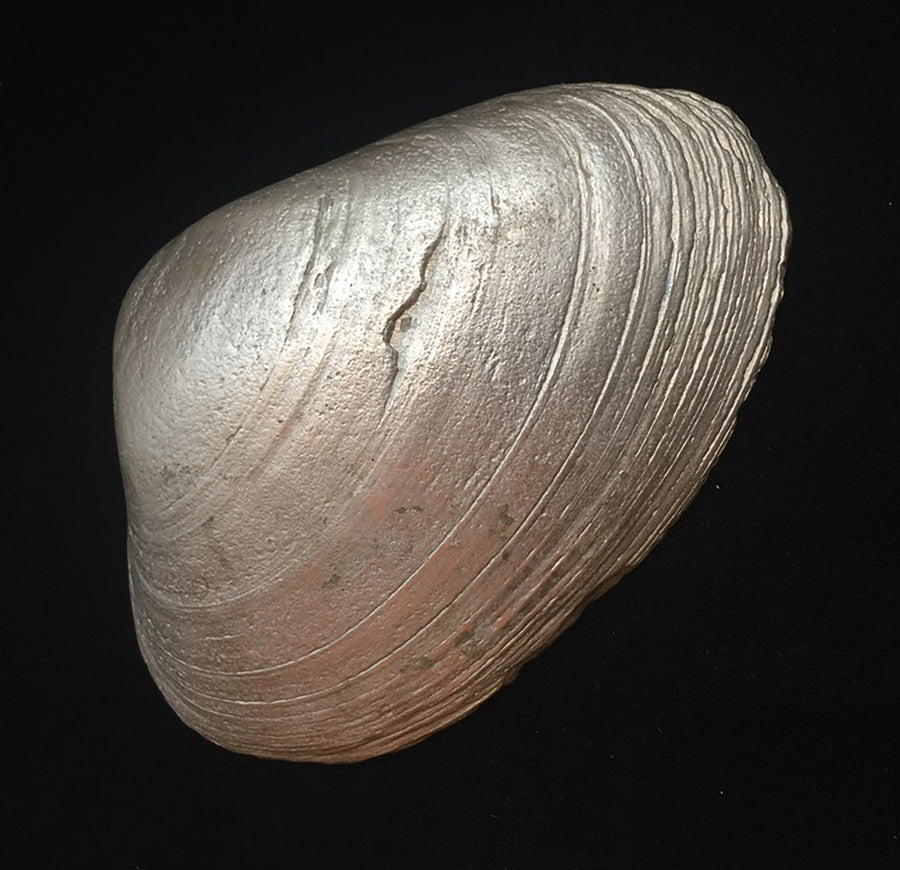 Large Golden Diamond Shell – Wendy Nichol